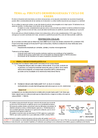 Apuntes de Práctica forense de derecho de amparo