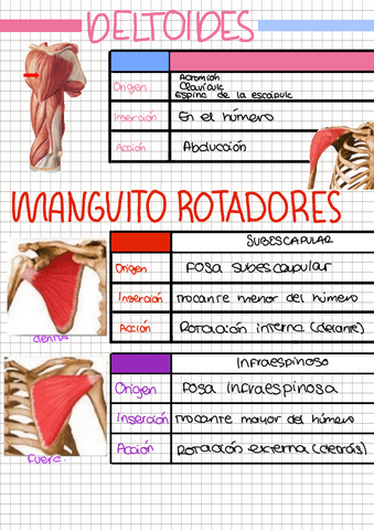 Apuntes T Pdf