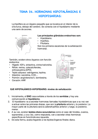 T Hormonas Hipotalamicas E Hipofisarias Pdf