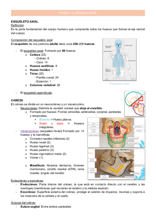 Tema 4 5 Esqueleto axial Anatomía Humana General I pdf