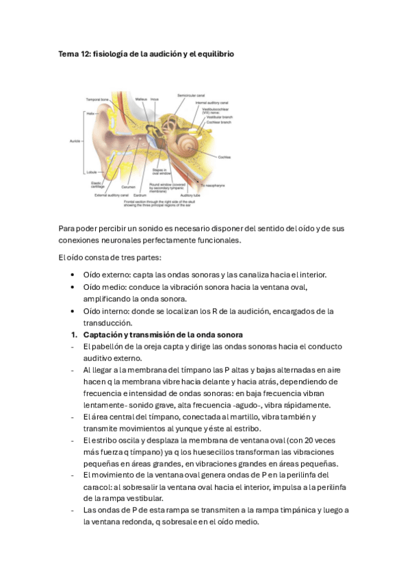 Tema Fisiologia De La Audicion Y El Equilibrio Pdf