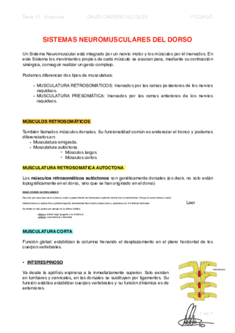 Pdf Sistemas Neuromusculares Del Dorso Pdf