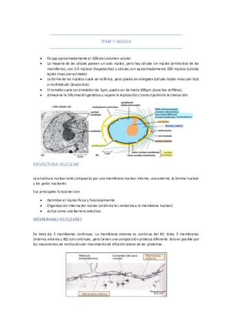 Tema Nucleo Pdf