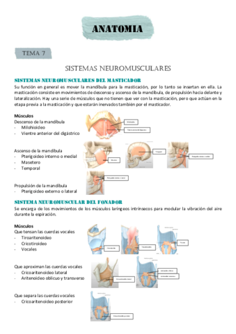 SISTEMAS NEUROMUSCULARES Pdf