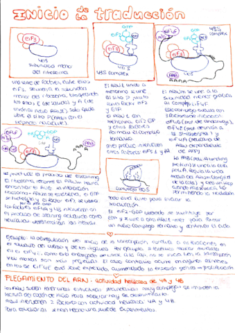 Genetica Molecular Temas Regulacion De La Traduccion Pdf