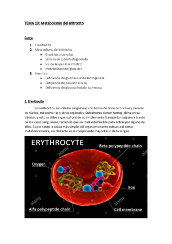 Tema Metabolismo Del Eritrocito Pdf