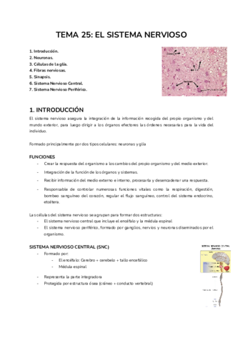 Tema El Sistema Nervioso Pdf