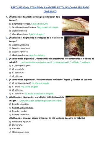 Preguntas De Examen De Anatomia Patologica Del Aparato Digestivo Pdf