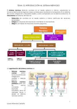 Tema Introducci N Al Sistema Nervioso Pdf