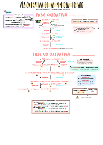 5 Via Oxidativa De Las Pentosas Fosfato Pdf