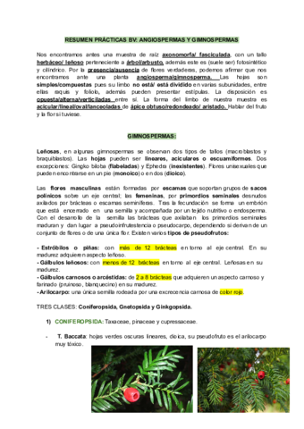 RESUMEN PRACTICAS BV ANGIOSPERMAS Y GIMNOSPERMAS Pdf