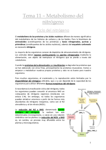 Tema 11 Metabolismo Del Nitrogeno Pdf