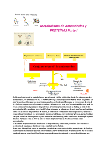 Apunte De Metabolismo De Aminoacidos Y Proteinas I Pdf