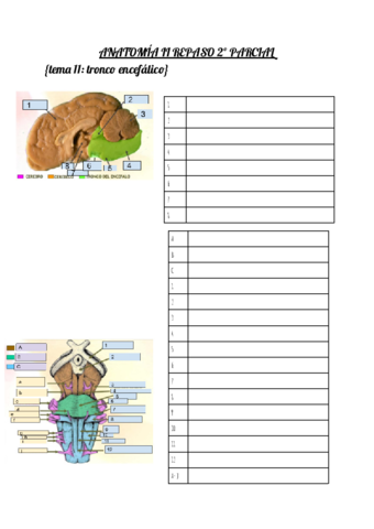 REPASO ANATOMIA 2o PARCIAL Pdf