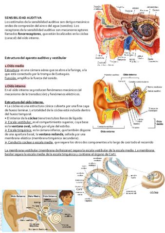 Tema Fisiologia Del Corazon Pdf