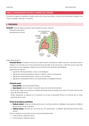 Tema Configuracion Externa E Interna Del Corazon Pdf