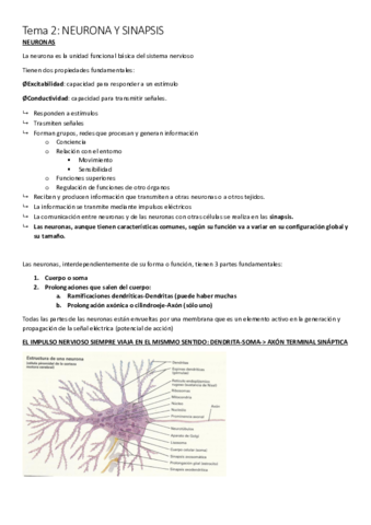 Apuntes Anatomia Parcial Pdf