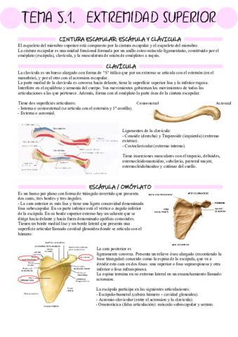 Anatom A Tema Pdf