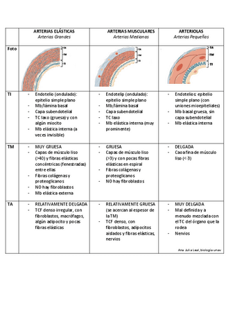 Venas Y Arterias Diferencias Pdf