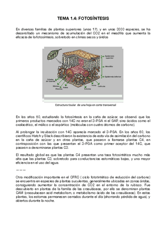 T Fotosintesis Pdf