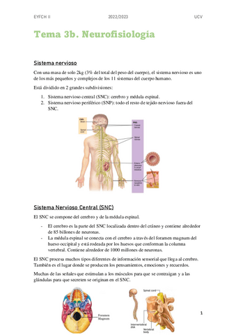 Tema 3b Estructura Y Funcion Del Cuerpo Humano II Pdf