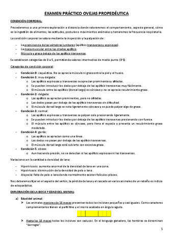 EXAMEN PRACTICO OVINO APUNTES Pdf