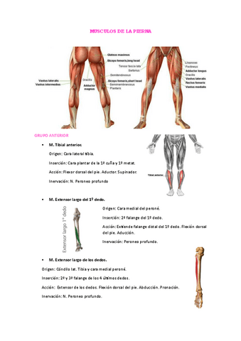 MUSCULOS DE LA PIERNA Pdf