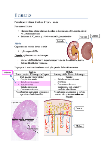 4 URINARIO HISTOLOGIA Pdf