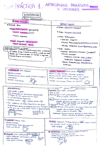 RESUMEN PRACTICAS PARASITOLOGIA Pdf