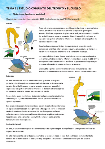 Tema Anatomia Del Aparto Locomotor Pdf