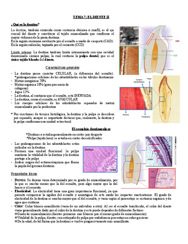 Tema Histologia Pdf