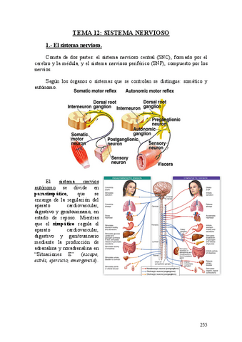 Tema Sistema Nervioso Pdf