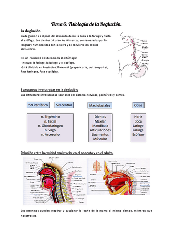 Fisiologia Tema 6 Fisiologia De La Deglucion Pdf