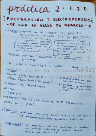 Segunda Practica Bioquimica Primer Semestre Pdf