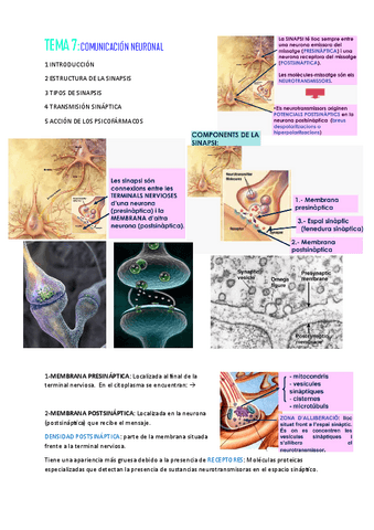 Tema Psicobiologia Pdf