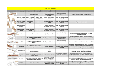 Miologia Region Axil Pdf