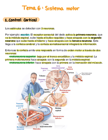 Tema 6 Sistema Motor Pdf