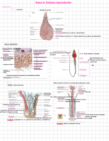 T Aparato Reproductor Masc Y Fem Pdf