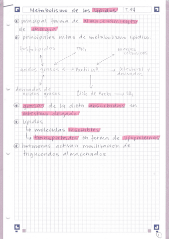 T Metabolismo De Lipidos Pdf