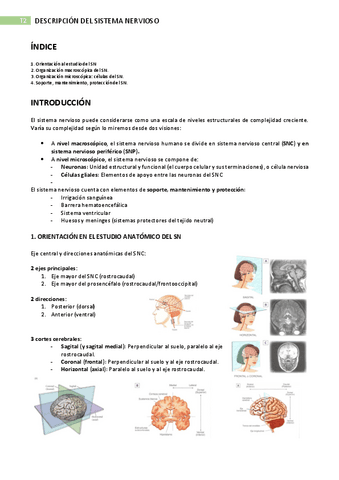 Tema Descripcion Del Sistema Nervioso Pdf Pdf