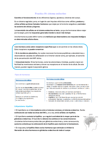 Practica 10 Sistema Endocrino Pdf