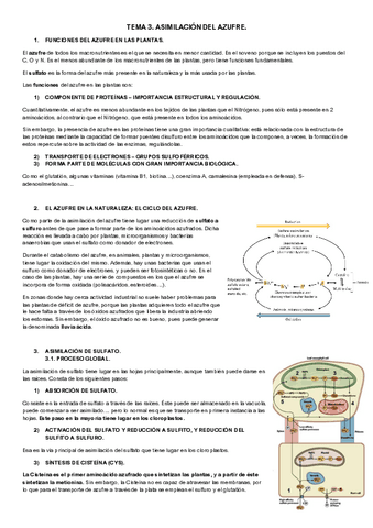 Tema Fisiologia Vegetal Ii Pdf