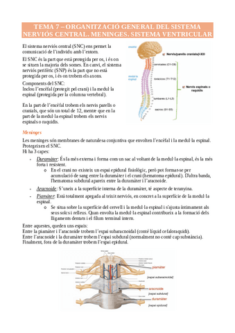 Resum Sistema Nervios Temes Pdf