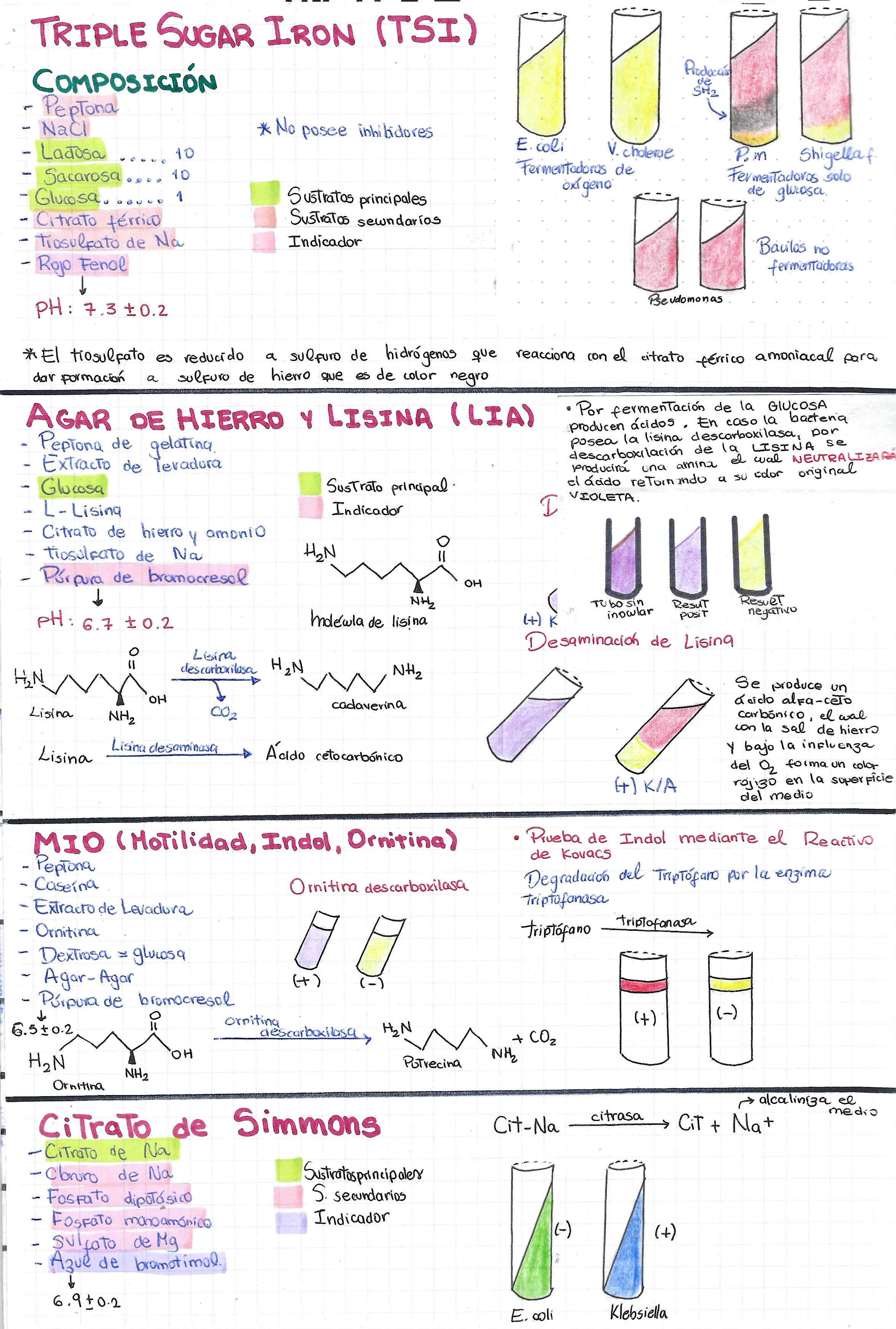 Microbiología-Pruebas Bioquímicas