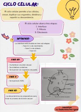 La mitosis: 
Quieres saber sobre el ciclo celular y su importancia para la reproducción celular? En este documento encontrarás la explicación clara y precisa sobre las fases de la mitosis así como los dibujos fáciles de replicar.