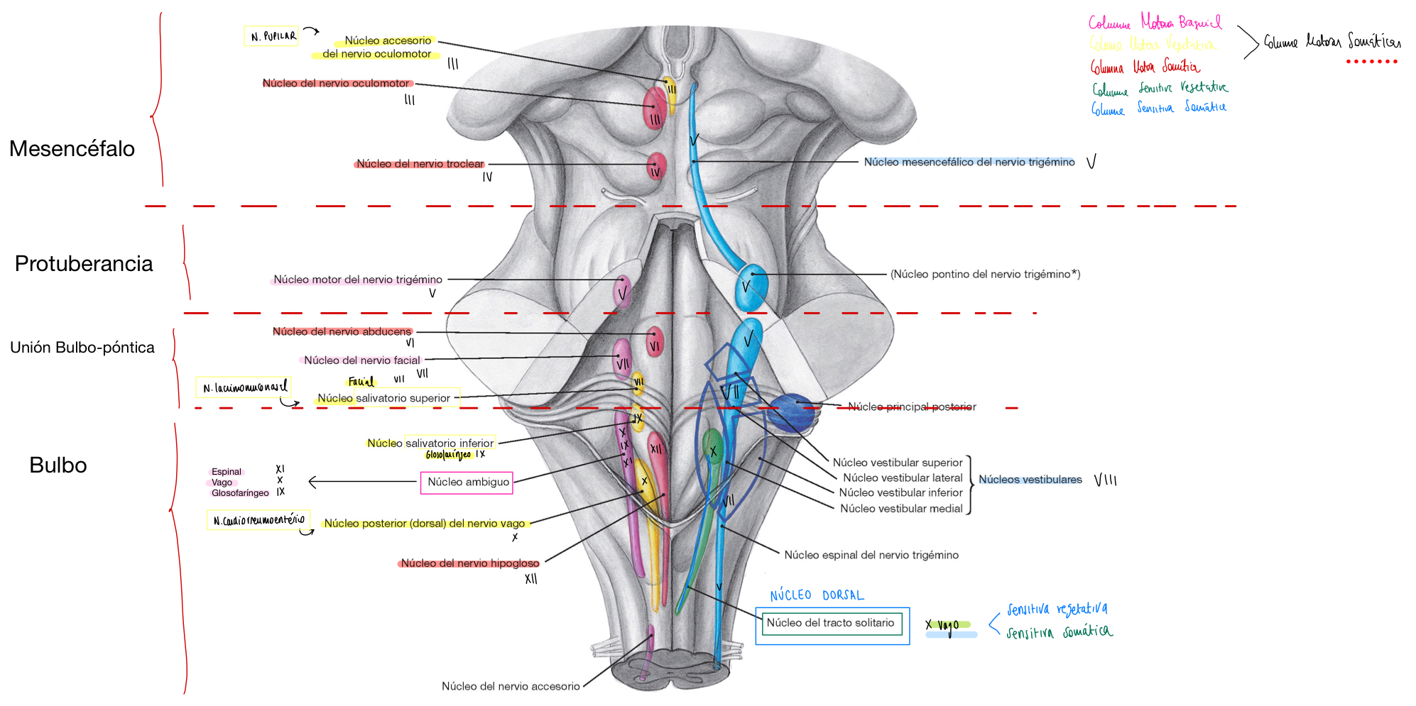 Núcleos Pares Craneales - Troncoencéfalo TE