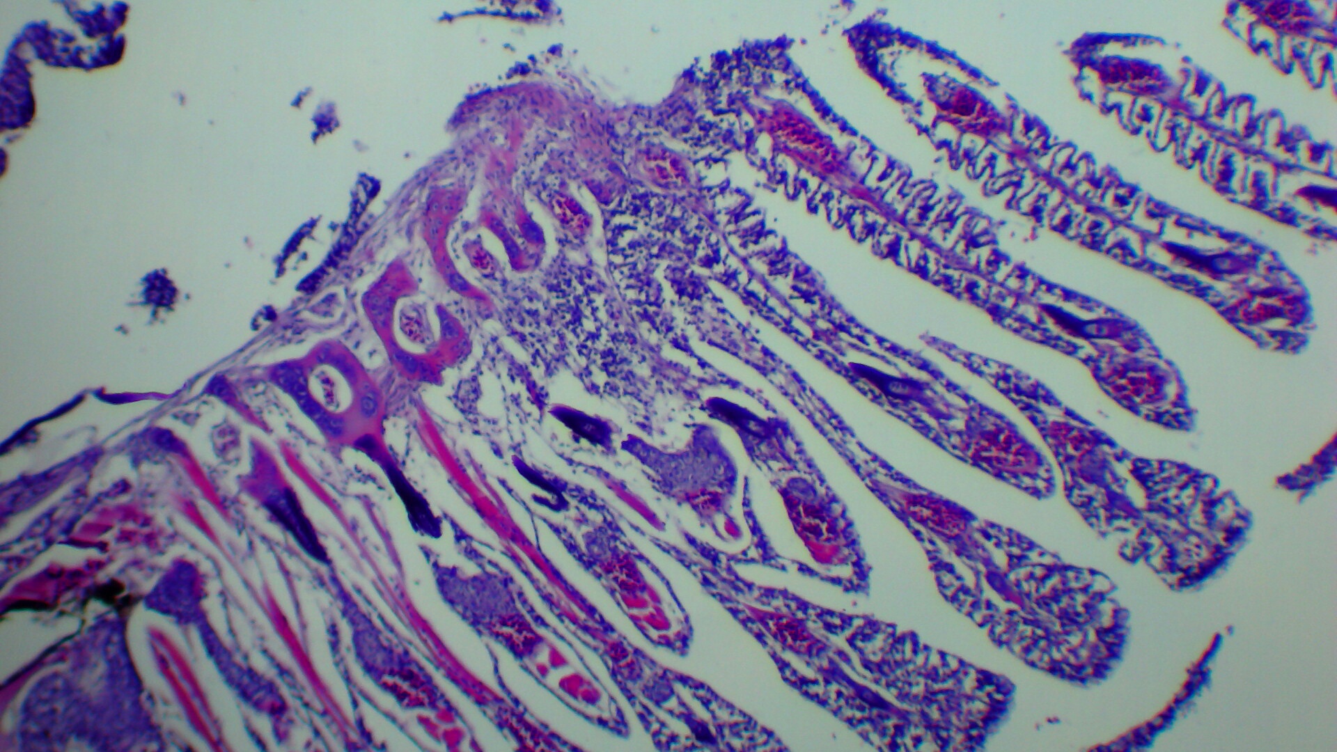 Efectos en la estructura histológica de branquias de Poecilia reticulata “Guppy” causada por el fármaco
Levonorgestrel
#Histologia
#Biología
1° Grado: Proyecto de Seminario
Corte histológico