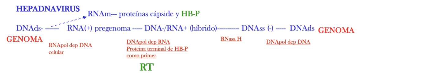 en el tema 17 de los apuntes de microbiología, en los hepadnaviridae, hay un error. Hay un paso adicional innecesario en la replicación del material genético. En mis apuntes se hace ver que el híbrido de DNA/RNA sirve para sintetizar la cadena de DNA-, no obstante, el híbrido ya está formado por una cadena de DNA-, de forma que en realidad sirve para sintetizar la hebra de DNA+, ahorrando un paso. Perdón :')