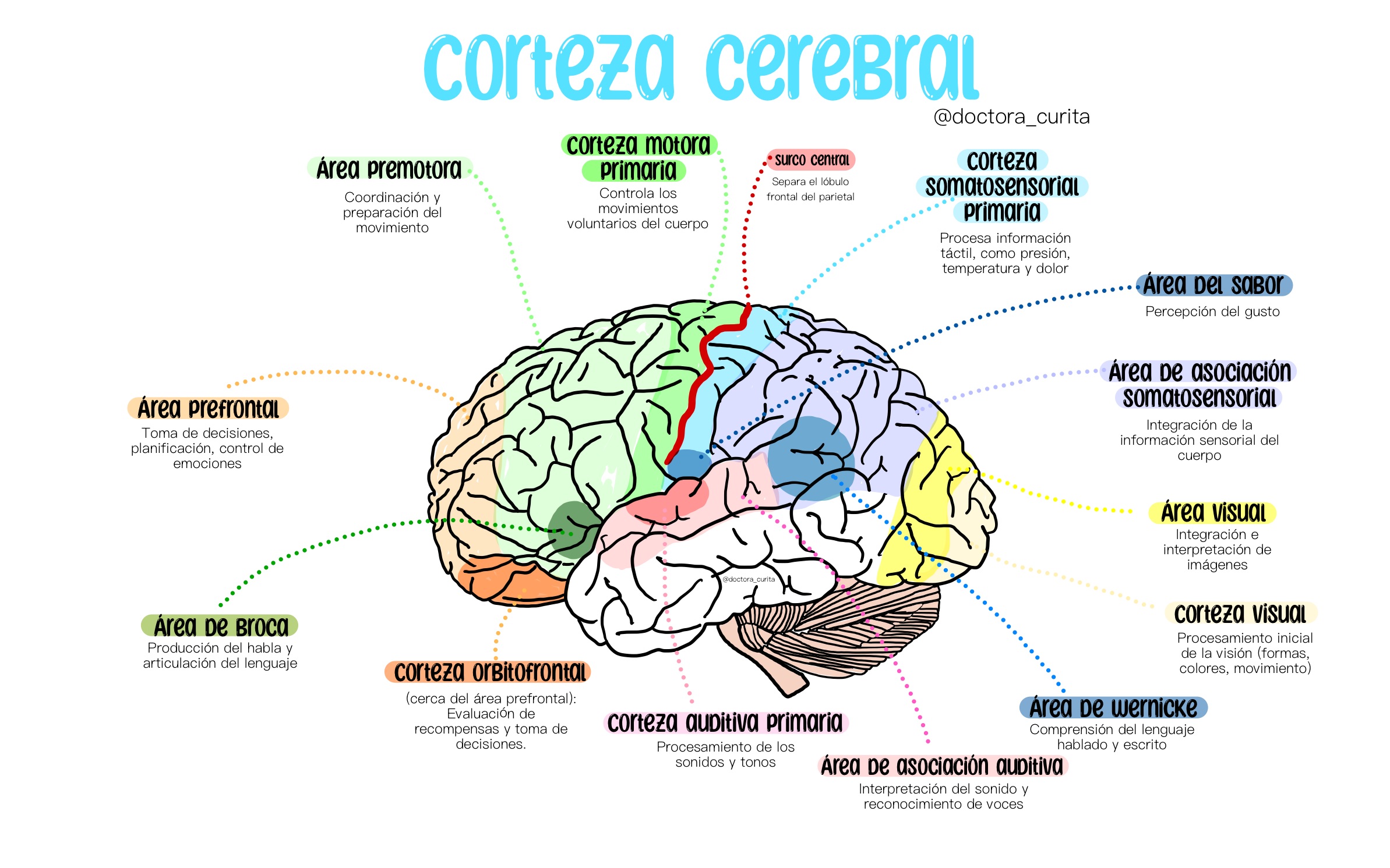 Corteza cerebral