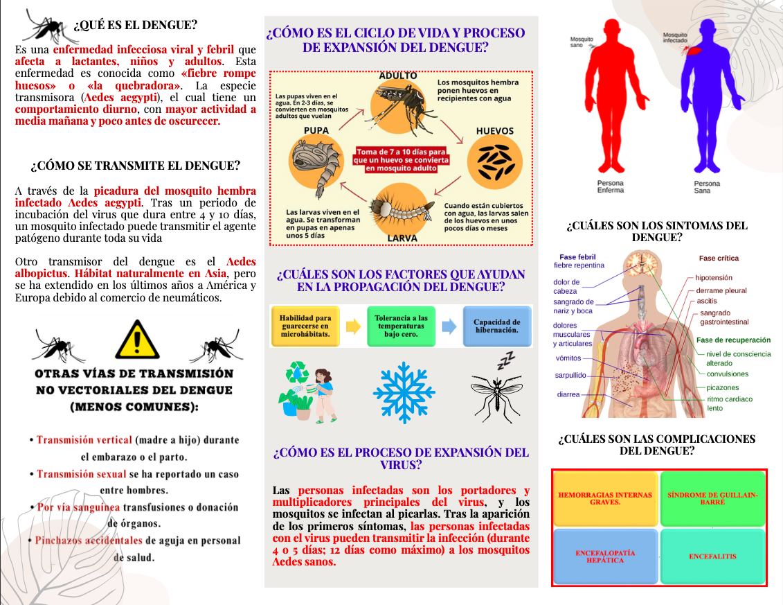 Brochure informativo sobre el dengue